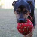 Photo of Baxter