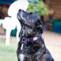 Photo of Kimba Dl472