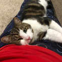 Photo of Milo