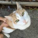 Photo of Zeb (Located In Watsonia)