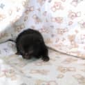Photo of Marley