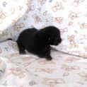 Photo of Marley