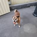 Photo of Smudge 10 Year Old Pug X (Trial 1/9/23)