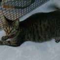 Photo of Taro