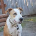 Photo of Rusty 