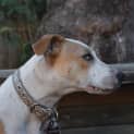 Photo of Rusty 