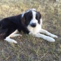 Photo of Sammy