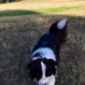 Photo of Sammy