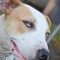 Photo of Rusty 