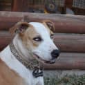 Photo of Rusty 