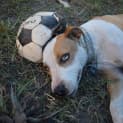 Photo of Rusty 