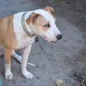Photo of Rusty 