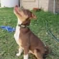 Photo of Turbo *On Trial In His New Home*