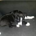 Photo of Sylvester