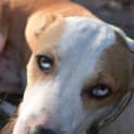 Photo of Rusty 