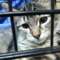 Photo of Little Tempest