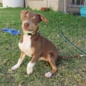 Photo of Turbo *On Trial In His New Home*