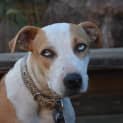 Photo of Rusty 
