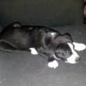Photo of Sylvester