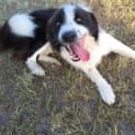 Photo of Sammy