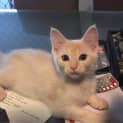 Photo of Angel * $100 For The This Month * Adoption Pending