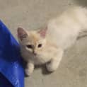 Photo of Angel * $100 For The This Month * Adoption Pending