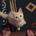Photo of Angel * $100 For The This Month * Adoption Pending