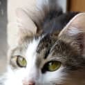 Photo of Kitara
