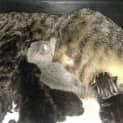 Photo of Taro