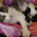Photo of Kitara