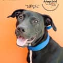 Photo of Diesel