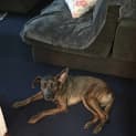 Photo of Rosie Loyal Sweet And Intelligent
