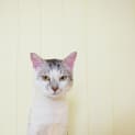 Photo of Pushka ** I'm Just $25! **
