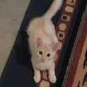 Photo of Angel * $100 For The This Month * Adoption Pending