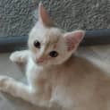 Photo of Angel * $100 For The This Month * Adoption Pending