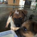 Photo of Adoption Interest Cattle Dog Pups 