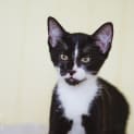 Photo of Tobi ♥ $25 Meow's The Time Special ♥ 