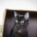 Photo of Ollie * $50 Only! *