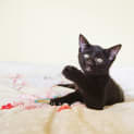 Photo of Max $50 Only!