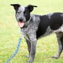 Photo of Paddy ~ On Trial 30/4/16