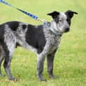 Photo of Paddy ~ On Trial 30/4/16