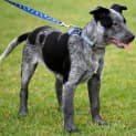 Photo of Paddy ~ On Trial 30/4/16