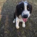 Photo of Sammy