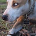Photo of Rusty 