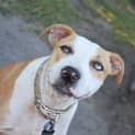 Photo of Rusty 