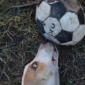 Photo of Rusty 