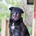 Photo of Kimba Dl472
