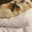 Photo of Yeti And Sesame Baby Guineas