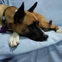 Photo of Nala