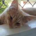 Photo of "Copper" Purrfect Match